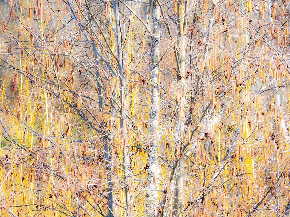 USA-Washington State-Bellevue-Alder tree with lichen and catkins early spring